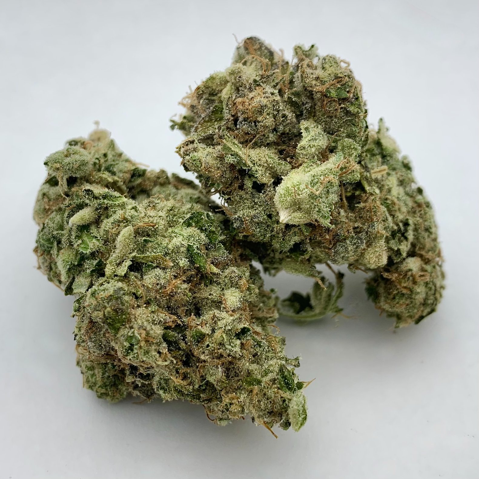 Sour Animal